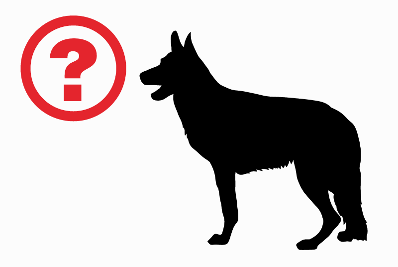 Alerta descoberta Cão Desconhecido Rennes France