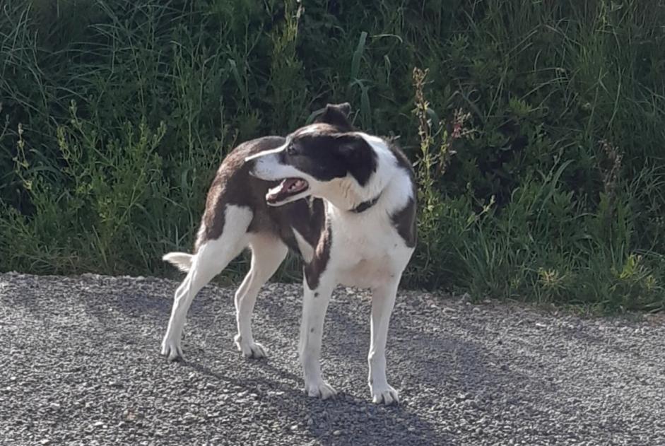 Avviso Ritrovamento Cane incrocio di razze Femmina Saint-André-de-Roquelongue Francia