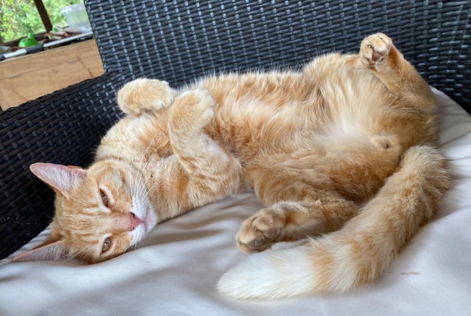 Ontdekkingsalarm Kat Vrouwtje Ayzieu Frankrijk Ontdekkingsalarm Kat Vrouwtje Ayzieu Frankrijk