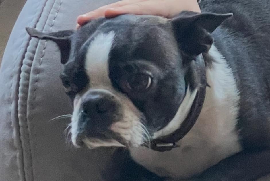 Alerta desaparecimento Cão  Macho , 6 anos Saint-Aubin-du-Cormier France