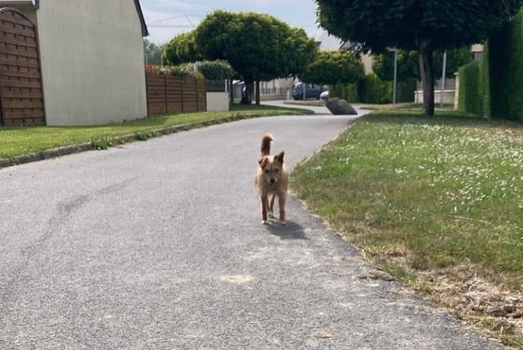Alerta descoberta Cão Desconhecido Dol-de-Bretagne France
