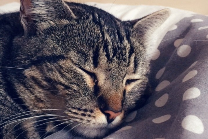 Alerta desaparecimento Gato Macho , 10 anos Narbonne France Alerta desaparecimento Gato Macho , 10 anos Narbonne France