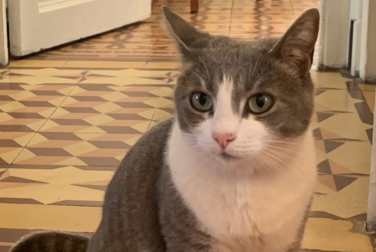 Alerta desaparecimento Gato Fêmea , 7 anos Argeliers France Alerta desaparecimento Gato Fêmea , 7 anos Argeliers France