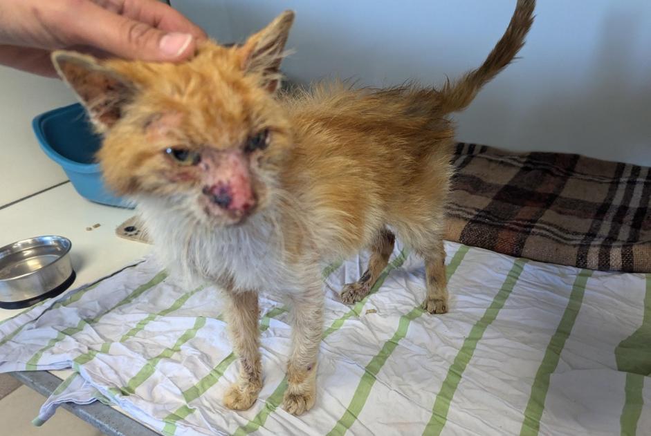 Alerta descoberta Gato Macho Visseiche France